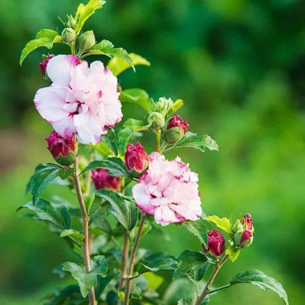 木槿花什么时候开花季节