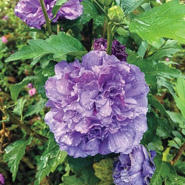 木槿花什么时候开花季节