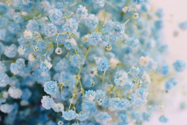 满天星干花的寓意是什么