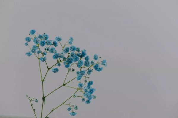 满天星干花的寓意是什么