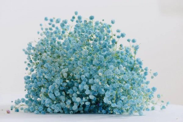 满天星干花的寓意是什么