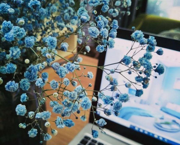 满天星干花的寓意是什么