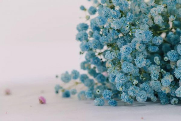 满天星干花的寓意是什么
