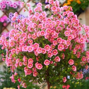 盆栽木槿花养殖方法图解 花卉木槿的养殖方法