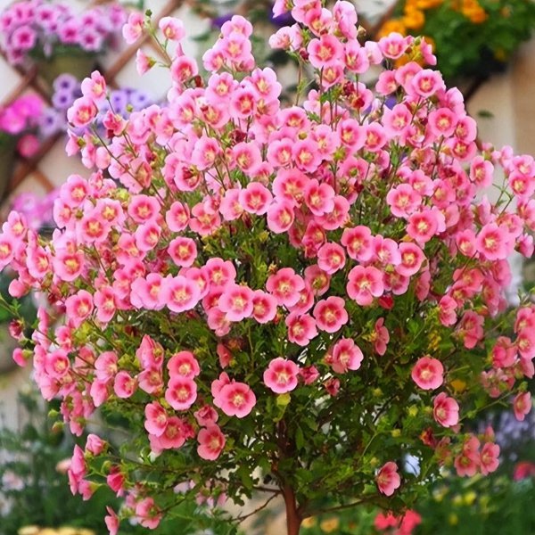 盆栽木槿花养殖方法图解