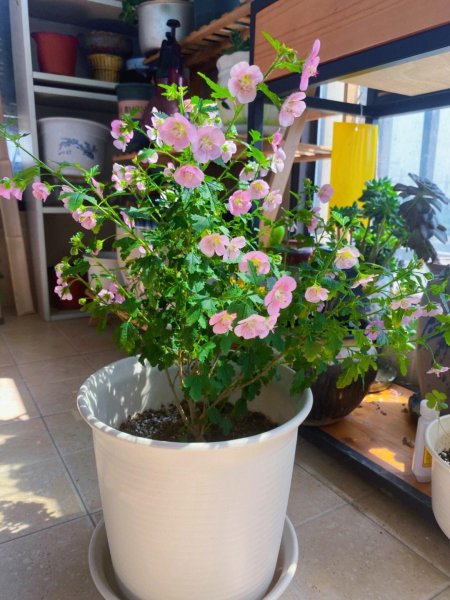 盆栽木槿花养殖方法图解