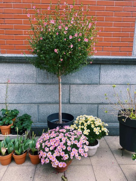 盆栽木槿花养殖方法图解