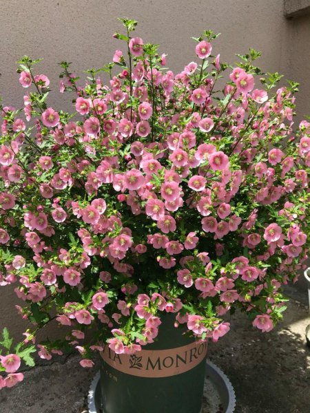 盆栽木槿花养殖方法图解