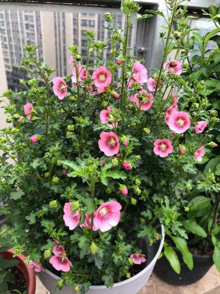 盆栽木槿花养殖方法图解