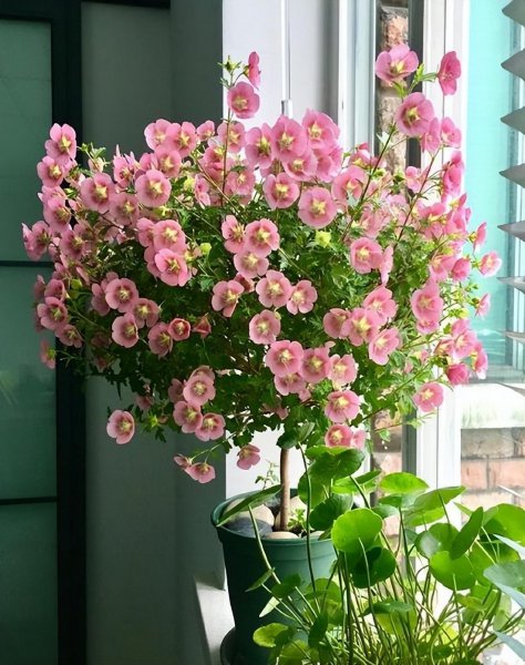 盆栽木槿花养殖方法图解
