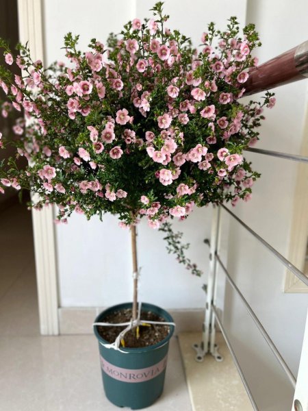 盆栽木槿花养殖方法图解