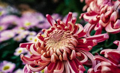 菊花一般在什么季节开放 菊花采摘的最佳时间