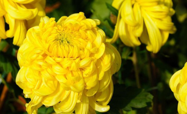 菊花一般在什么季节开放