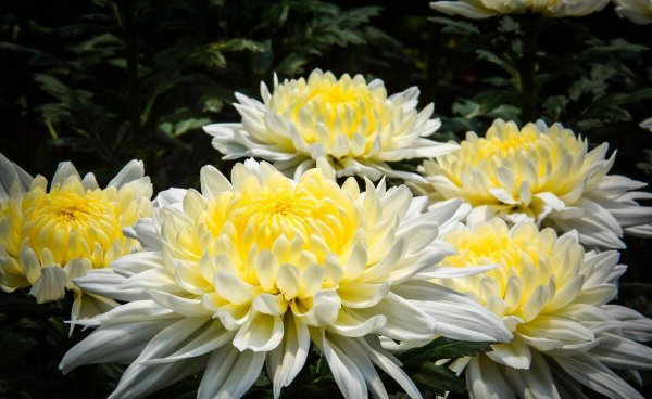 菊花一般在什么季节开放