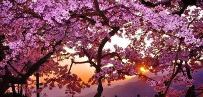 冬日樱花的寓意和花语 冬?；擞琶谰渥?/></i><h2>冬日樱花的寓意和花语 冬?；擞琶谰渥?/h2><p>关于这些你知道吗？冬日?；ǖ脑⒁夂突ㄓ锖投；擞琶谰渥拥幕ɑ苤种驳南喙鼐?，一起来了解了解吧。?；ㄉ恃蘖晾?，枝叶繁茂旺盛，是早春重</p></a></li>
          </ul>
        </div>
      </div>
    </div>
    <div   id=