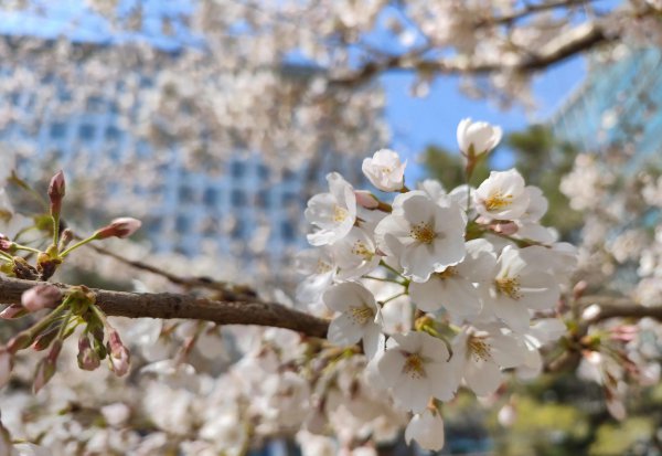 冬日樱花的寓意和花语