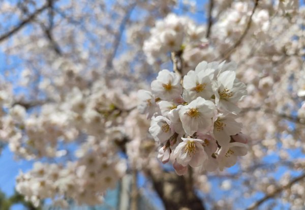 冬日樱花的寓意和花语