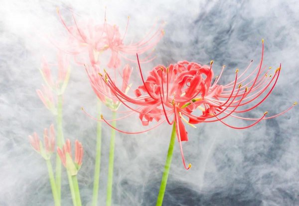 曼珠沙华的传说与花语