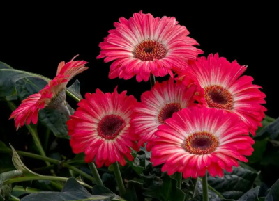 非洲菊花语代表什么 分享非洲菊的寓意