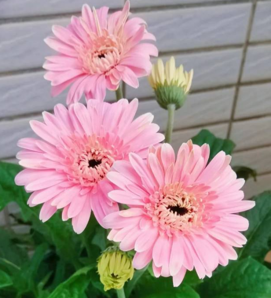 非洲菊花语代表什么