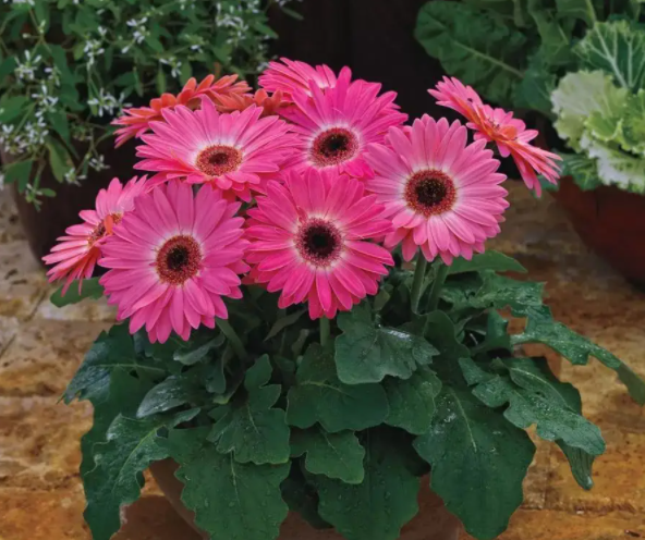 非洲菊花语代表什么