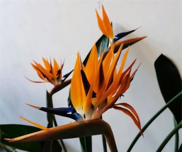 绿植天堂鸟的寓意是什么 养殖方法和注意事项