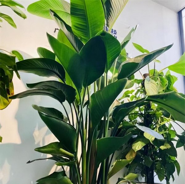 绿植天堂鸟的寓意是什么