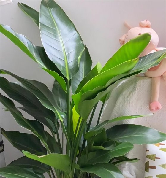 绿植天堂鸟的寓意是什么