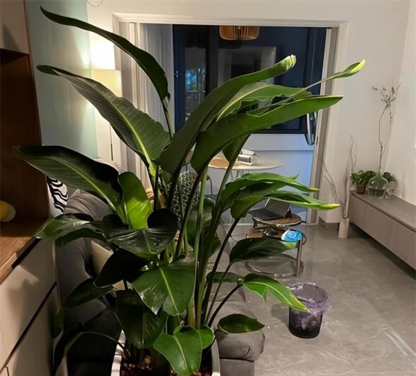 绿植天堂鸟的寓意是什么