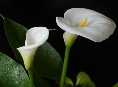 马蹄莲代表什么象征意义 马蹄莲花语大全