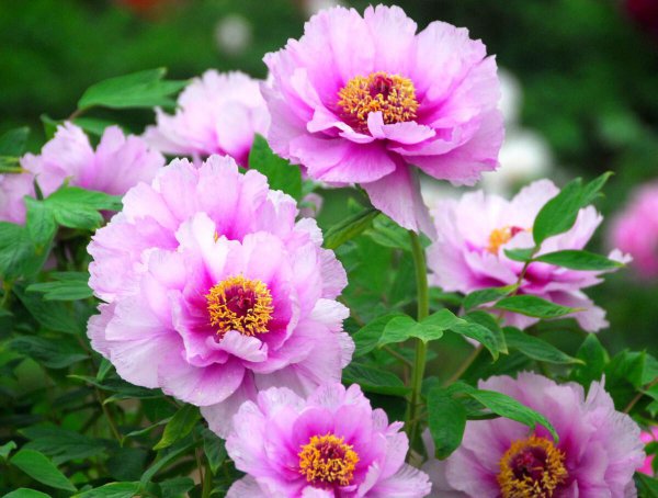 牡丹花什么时候开花季节