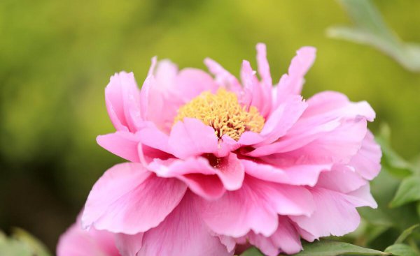 牡丹花什么时候开花季节