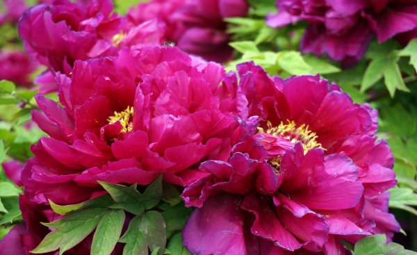 牡丹花什么时候开花季节