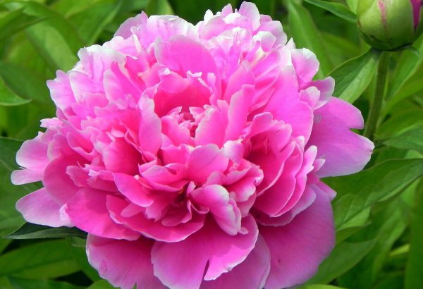 牡丹花什么时候开花季节