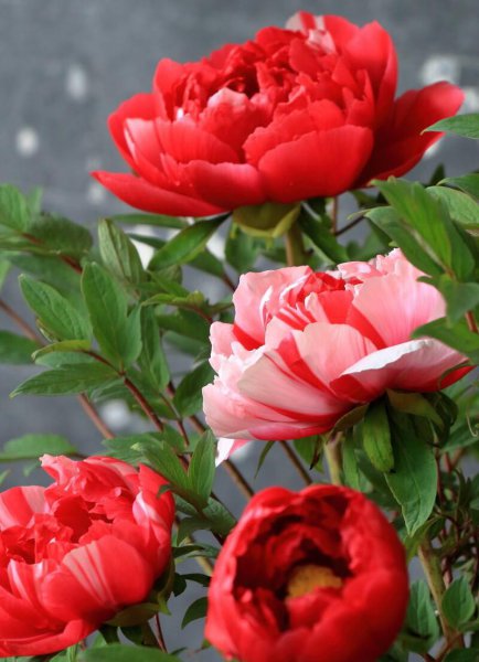 牡丹花什么时候开花季节
