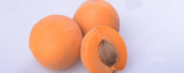 杏核怎样种植