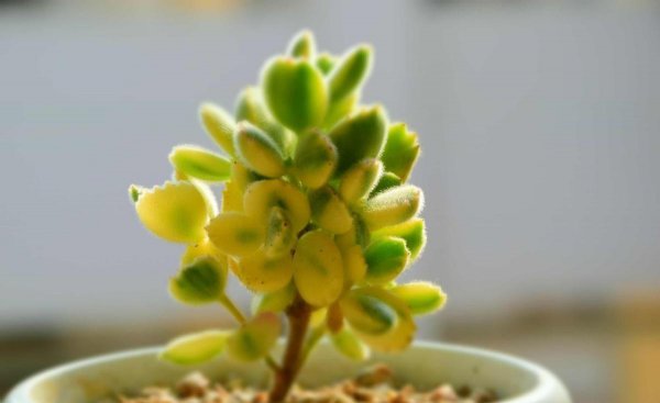 虹之玉多肉耐寒吗
