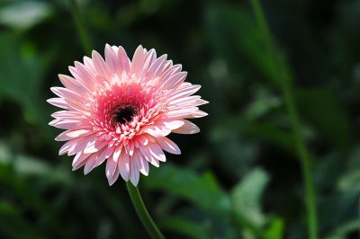 格?；ㄖ肿邮裁词焙虿ブ?格?；ㄖ种沧⒁馐孪?/></i><h2>格桑花种子什么时候播种 格?；ㄖ种沧⒁馐孪?/h2><p>小编为你讲解格?；ㄖ肿邮裁词焙虿ブ趾透裆；ㄖ种沧⒁馐孪畹穆讨不ɑ芊矫娴闹?，具体介绍如下：波斯菊最佳播种时间和养护方面，喜欢养殖的朋友们</p></a></li>
            <li><a href=
