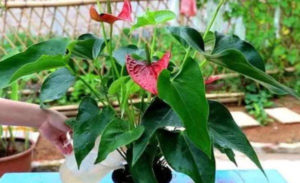 红掌怎么养殖
