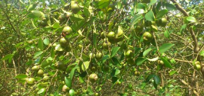 油茶种子怎么种 详解油茶种植栽培技术