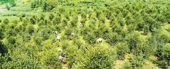 油茶种子怎么种