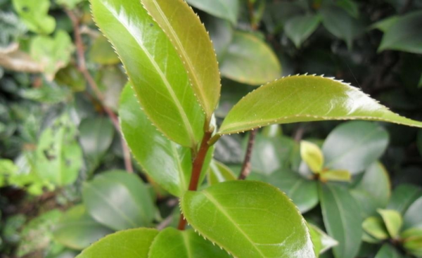 油茶种子怎么种