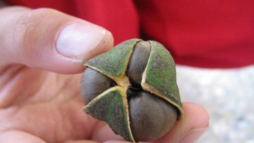 油茶种子怎么种