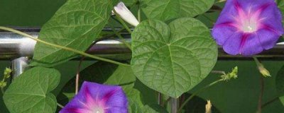 喇叭花什么季节开放 有关喇叭花开花时间