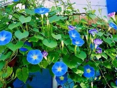 喇叭花什么季节开放