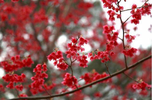 樱花的花语是什么意思