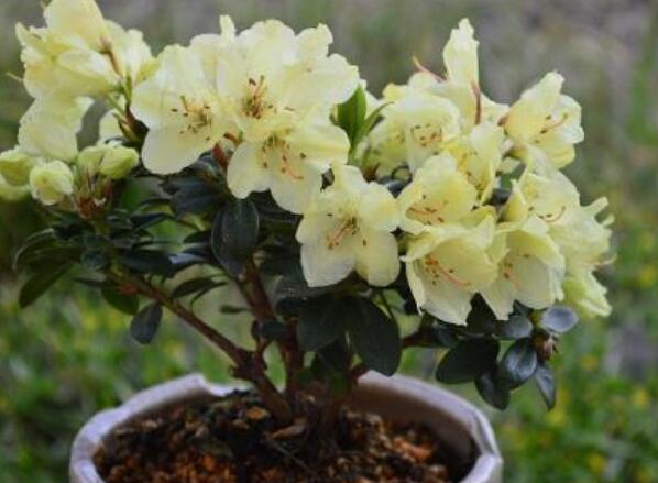 杜鹃花应该怎样养护