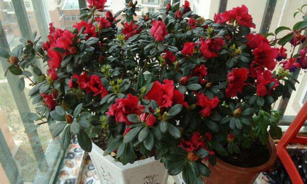 杜鹃花应该怎样养护