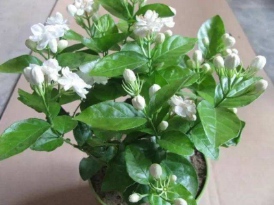 茉莉花怎么养殖 茉莉花的养殖方法和注意事项