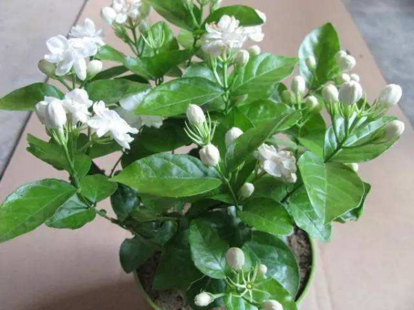 茉莉花怎么养殖